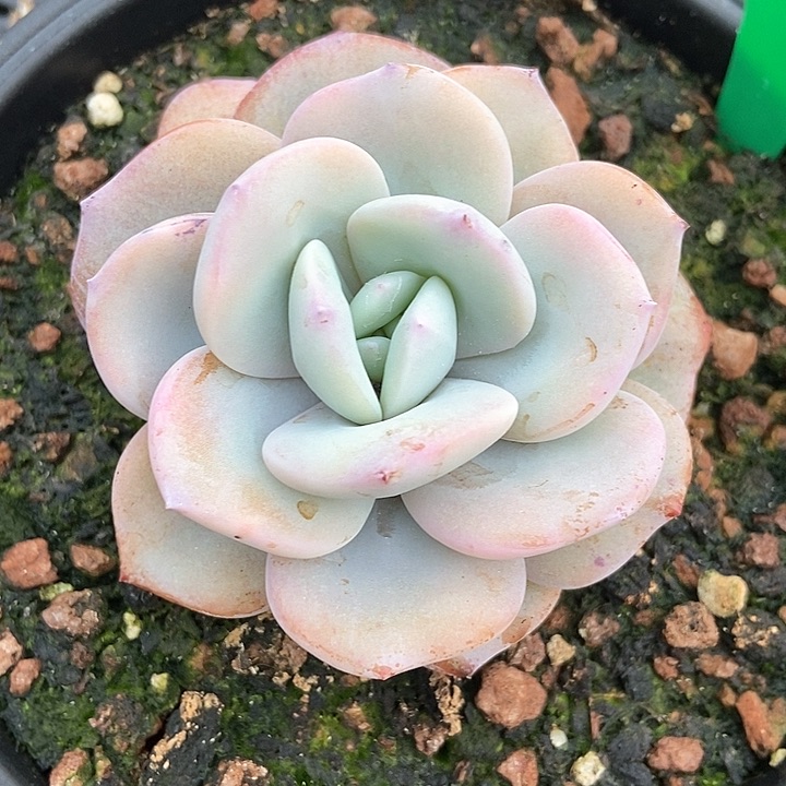 多肉植物奶茶741