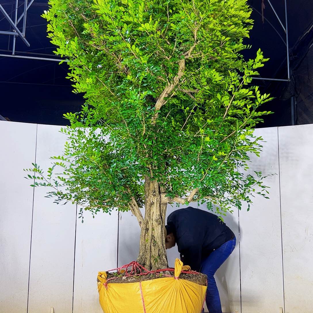 罗***哥当前无花朵，栽培后可花朵