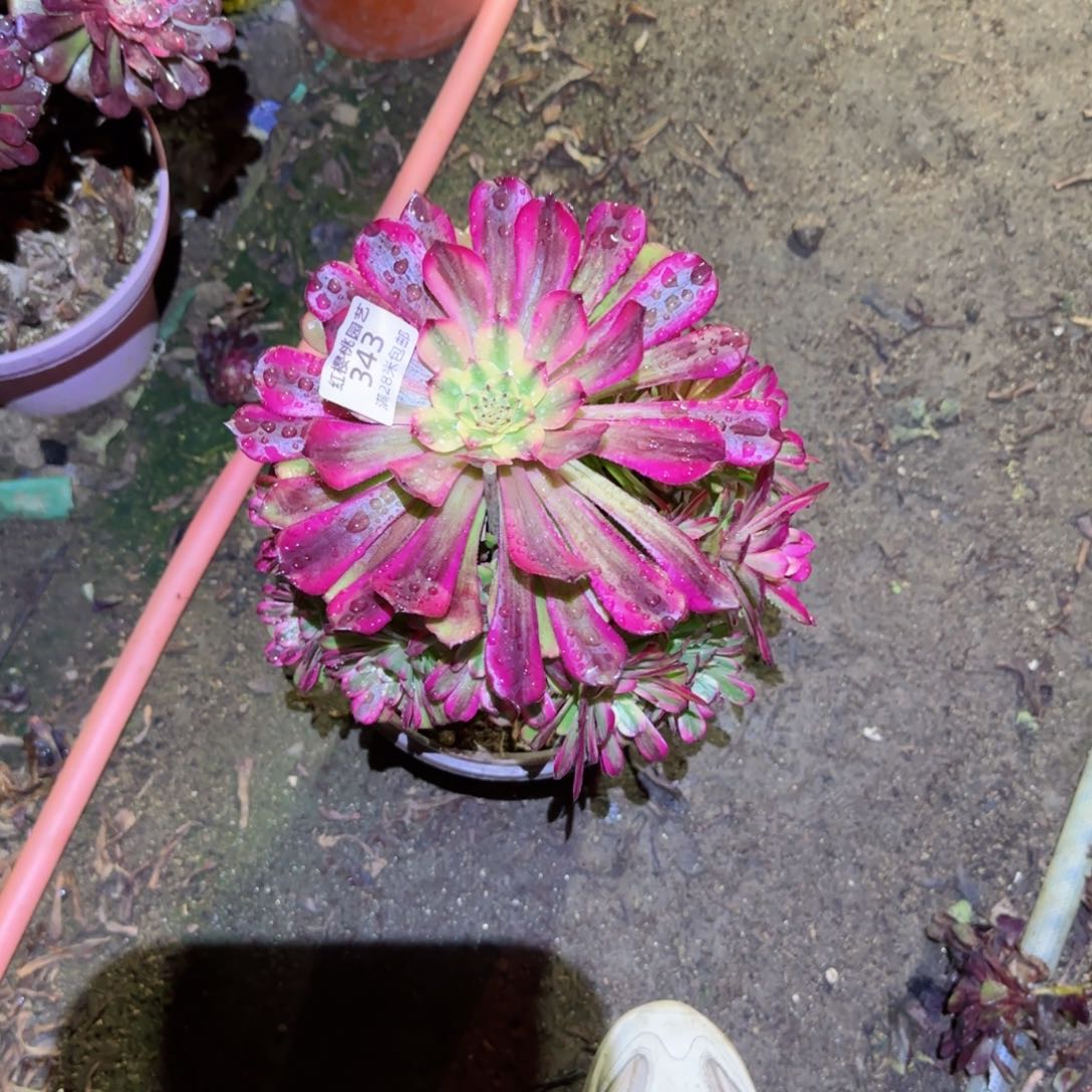 舞天姬法师多肉343