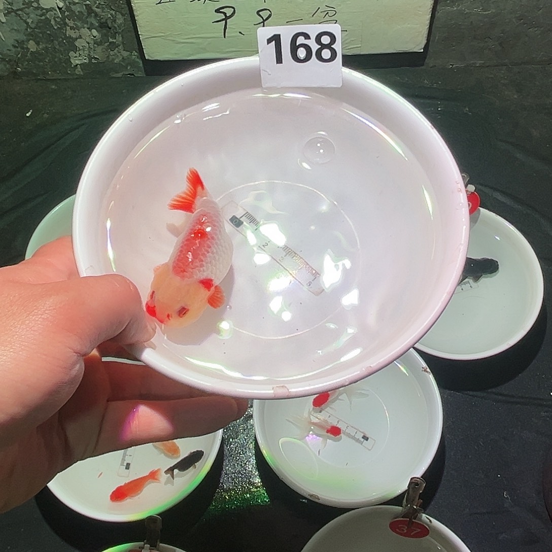 金鱼888888888888168