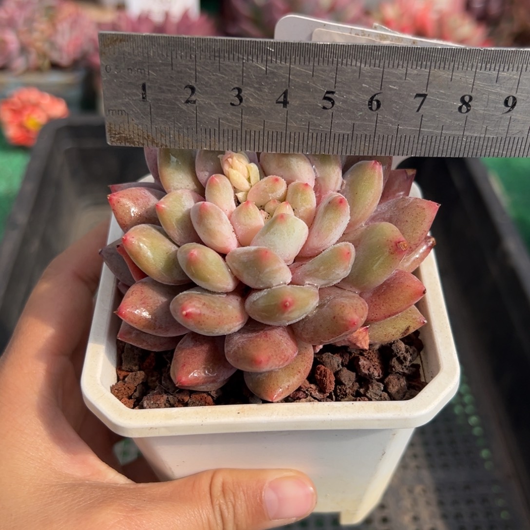 表妹精品多肉植物137.