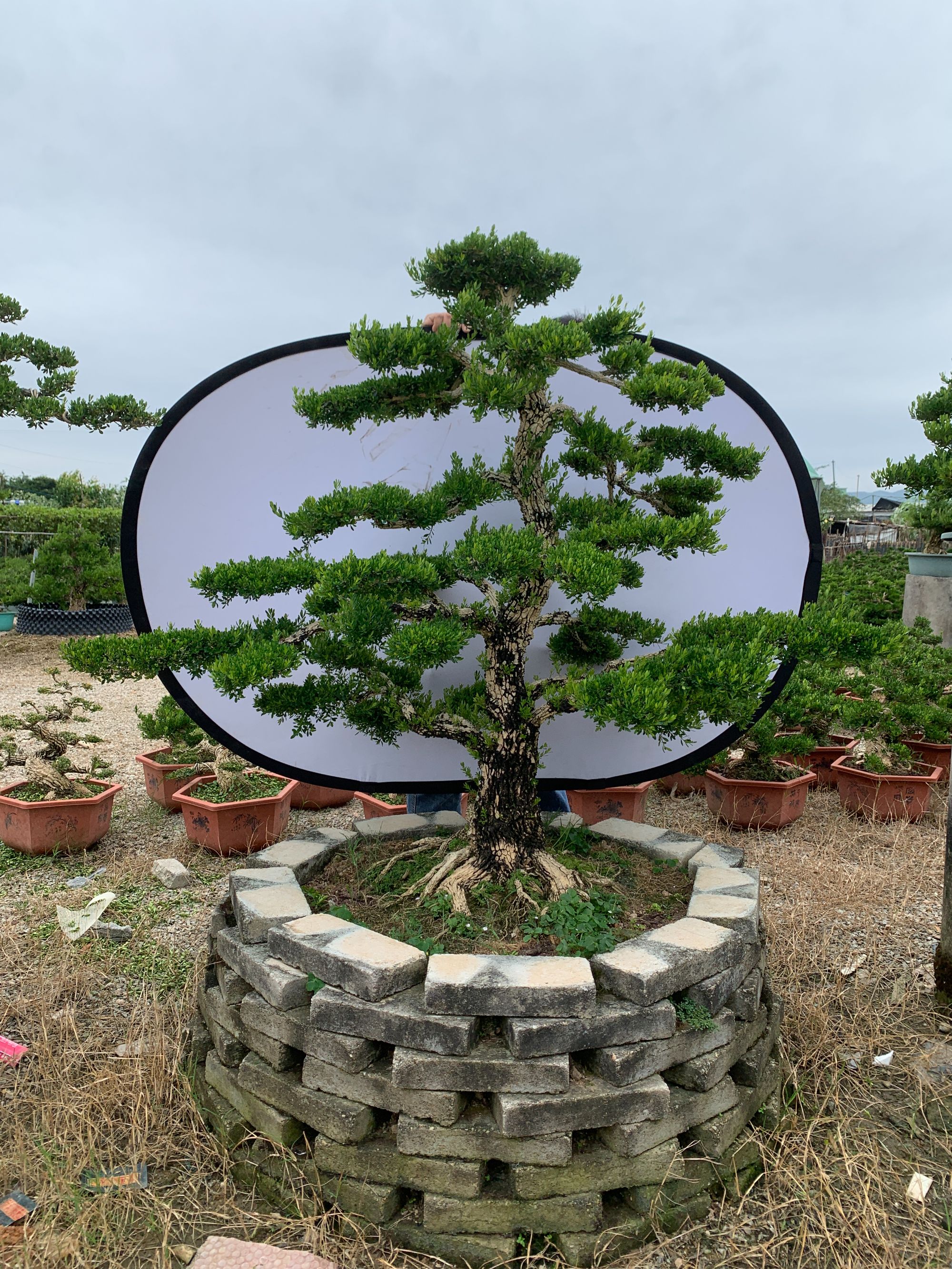 【A38】精品庭院别墅大树型黄杨盆景室外可养高端大气上档次可地栽