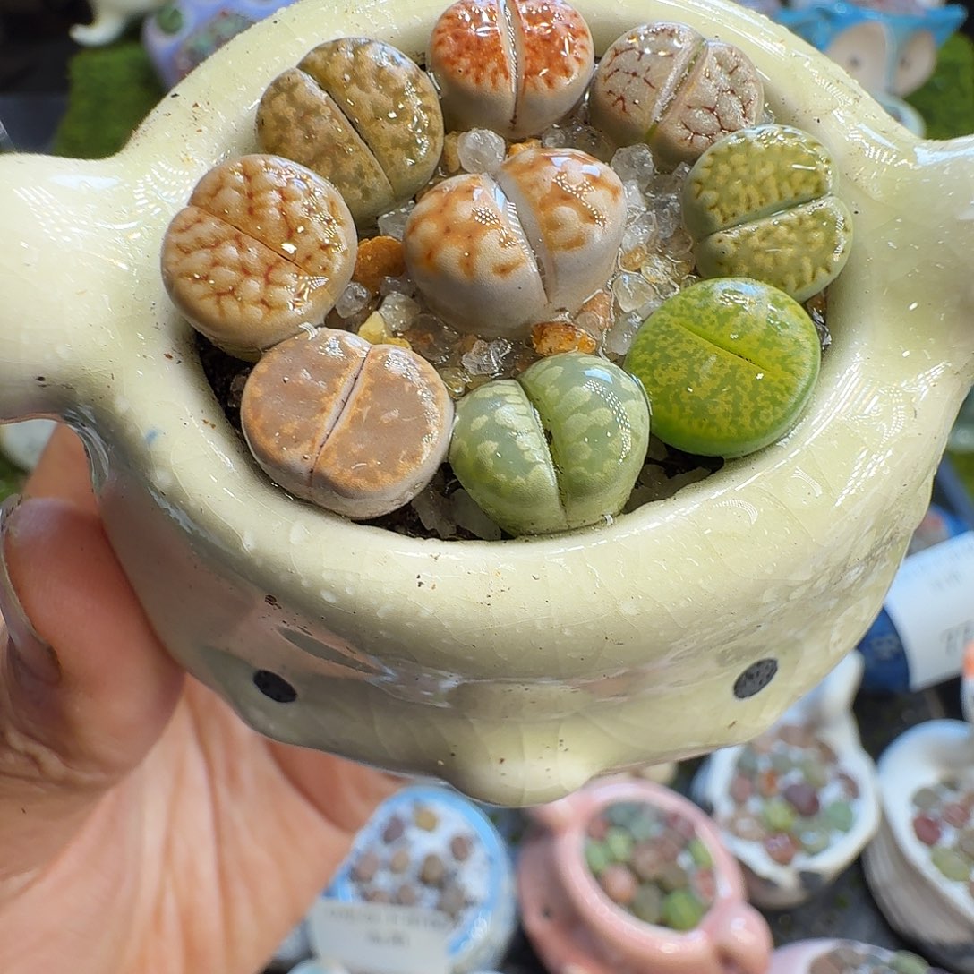 多肉植物福利冲789