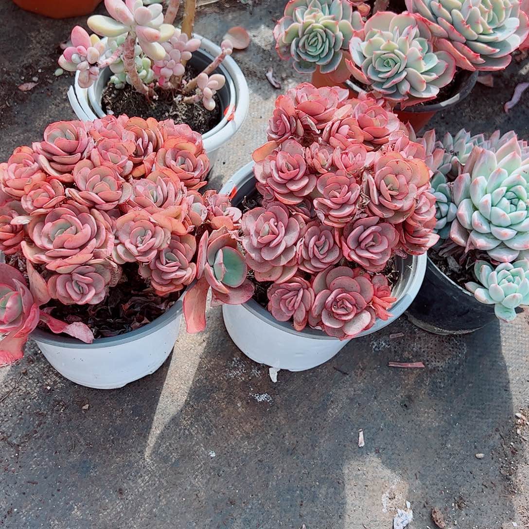 秀妍多头群生精品特价二盆