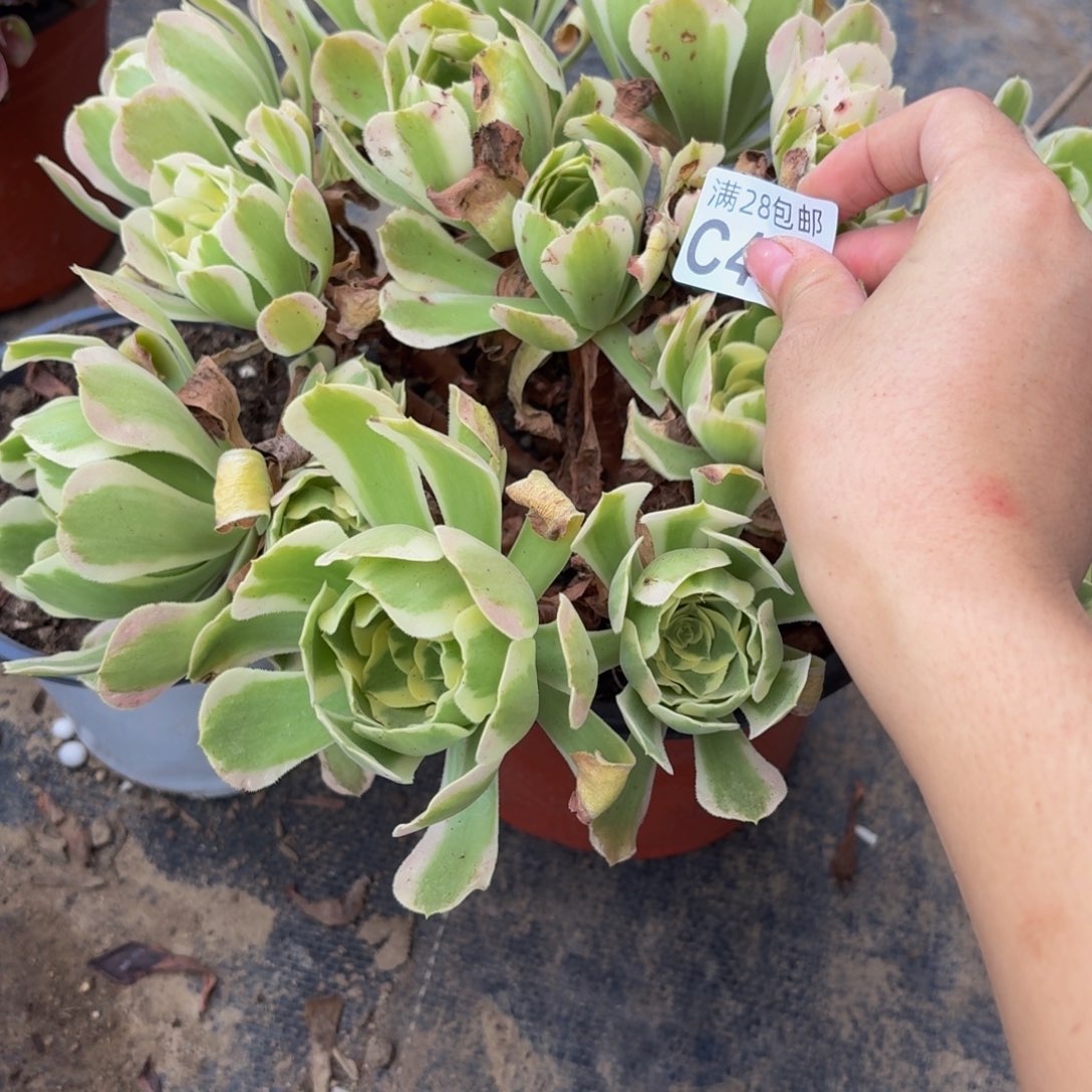 476多肉植物捧花的