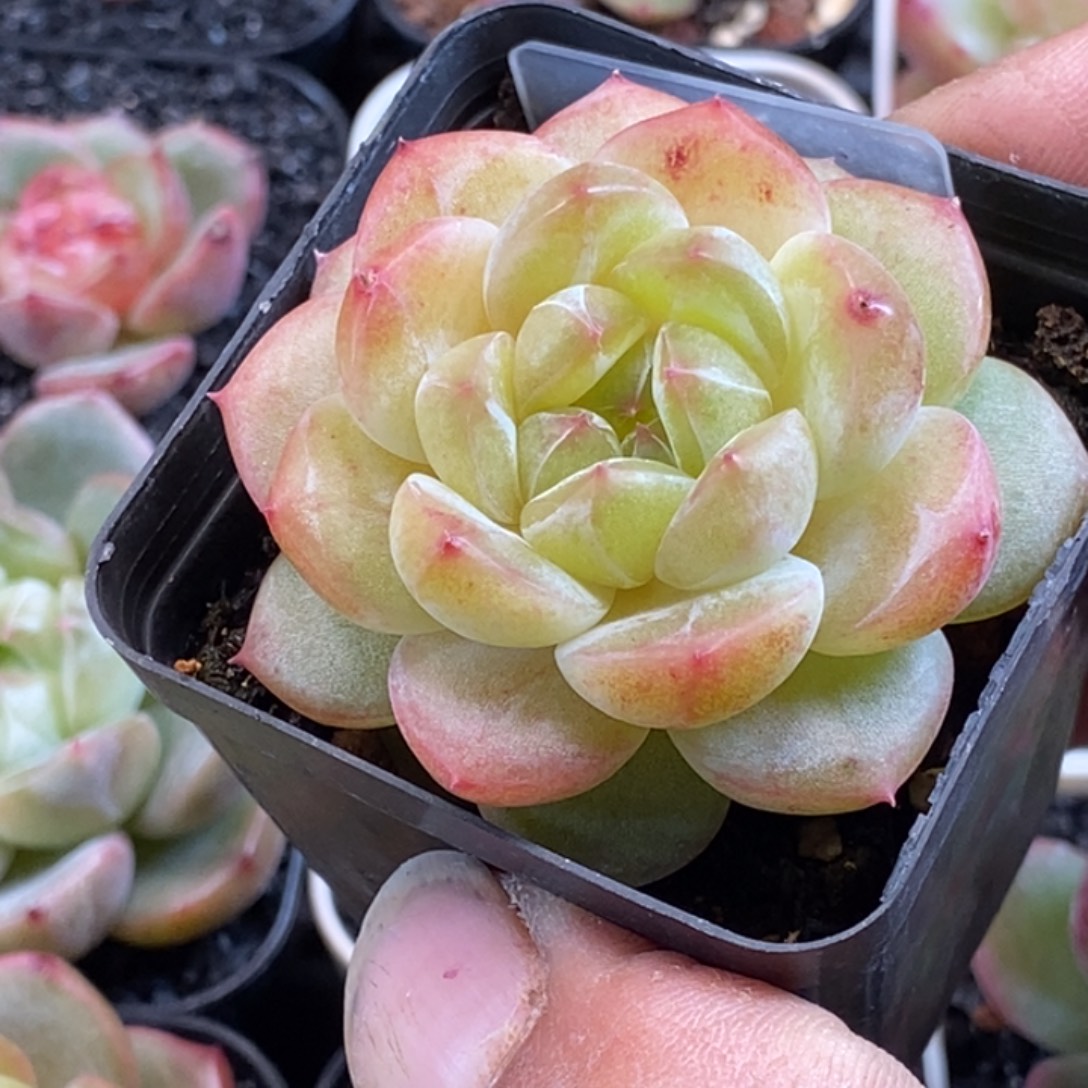 天官赐福百无禁忌