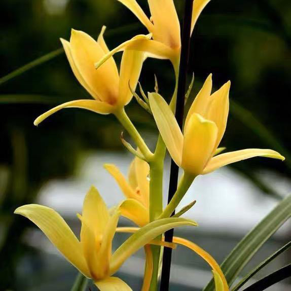 随州惠兰之乡兰花