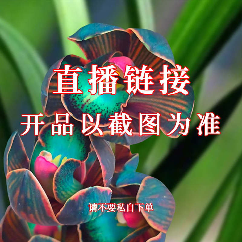 10 川兰专属 直播间兰花专拍裸根发货（请不要私自下单）