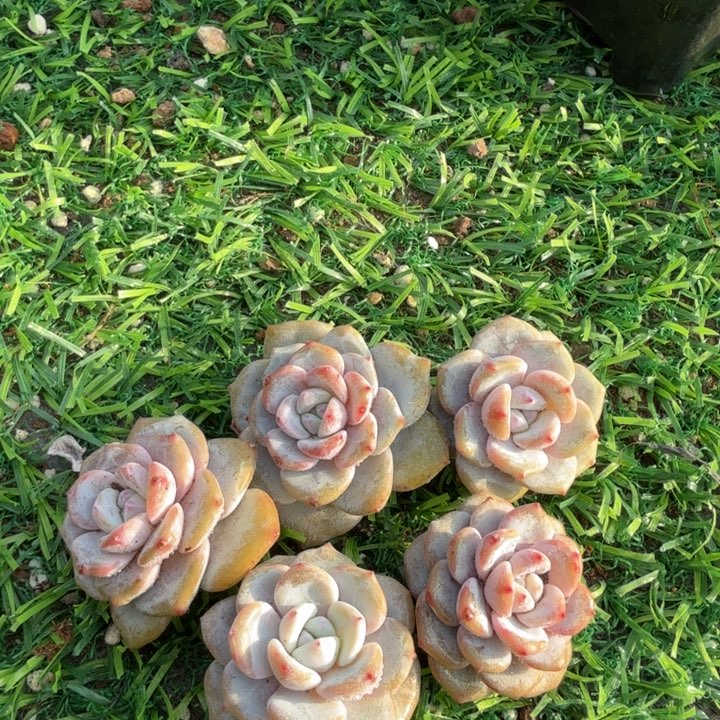 纽扣奶茶。                   