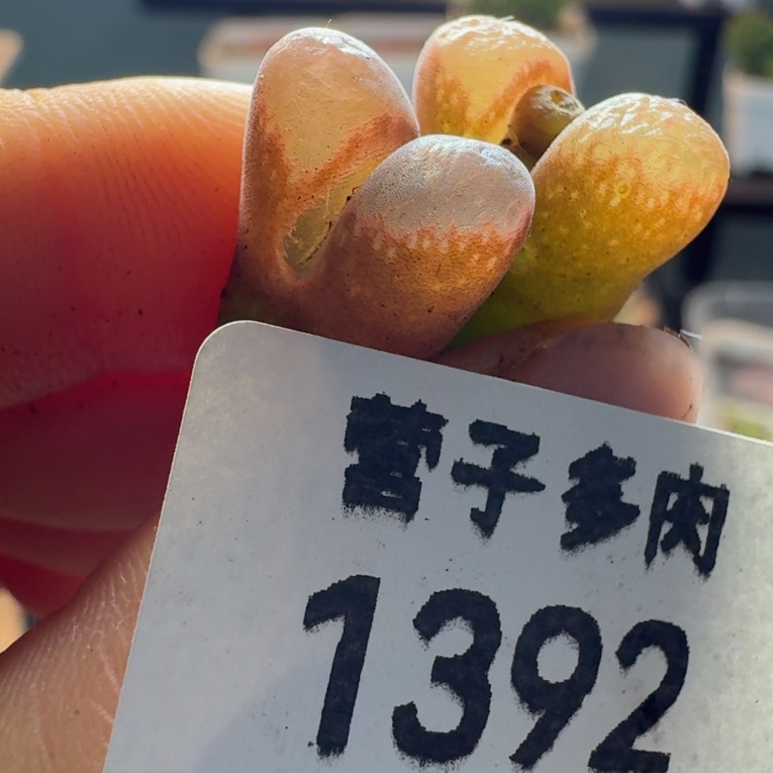 1392两颗825862588558