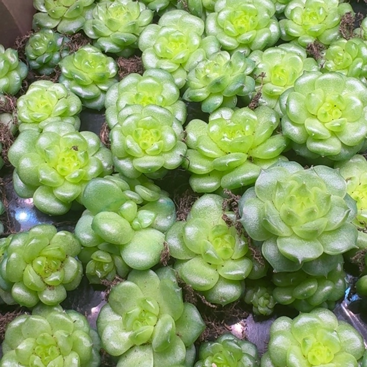 珍妮单头福利不包邮