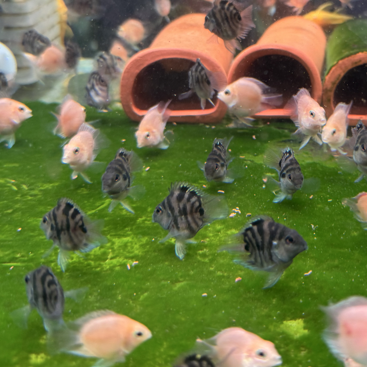 迷你鹦鹉鱼淡水可繁殖