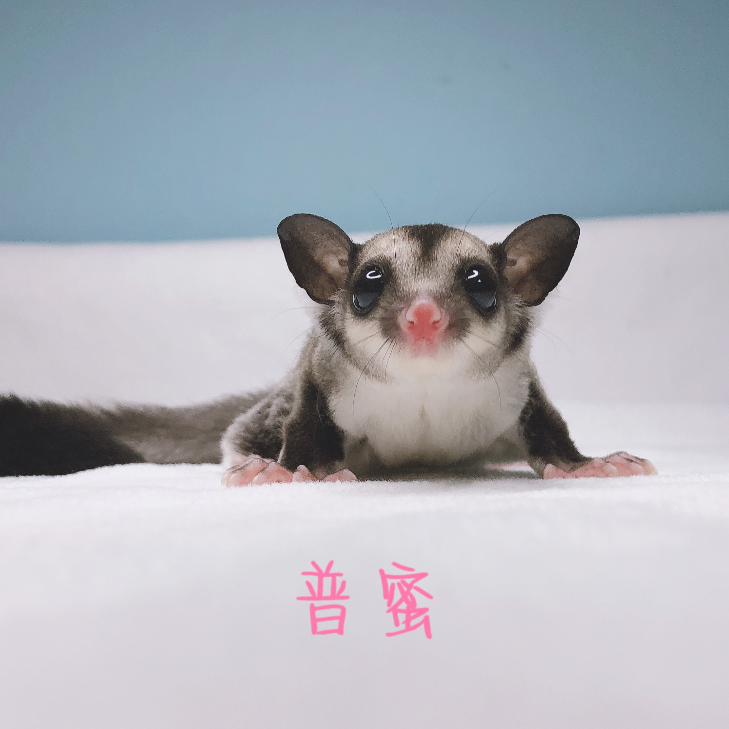 【活体】蜜袋鼯20-25天手盘奶蜜蜜袋鼯  澳洲活宠萌宠蜜袋鼯