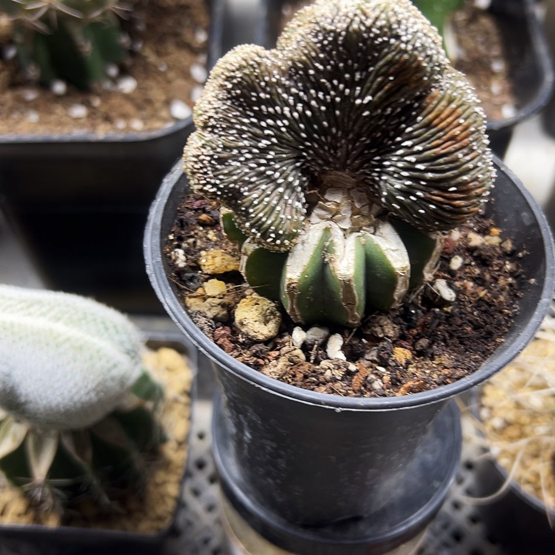 花笼缀化仙人球11111111