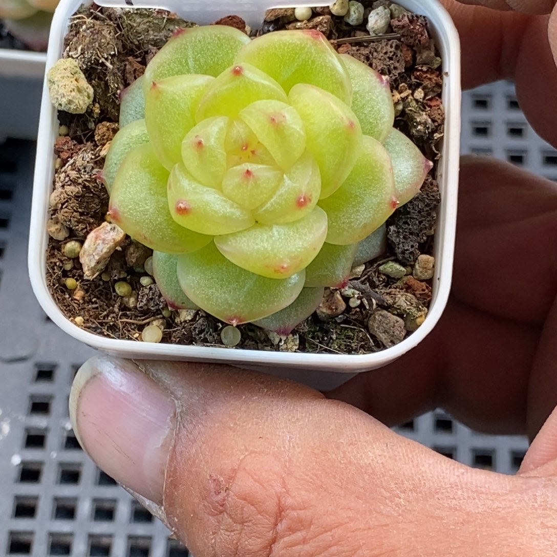 天官赐福百无禁忌