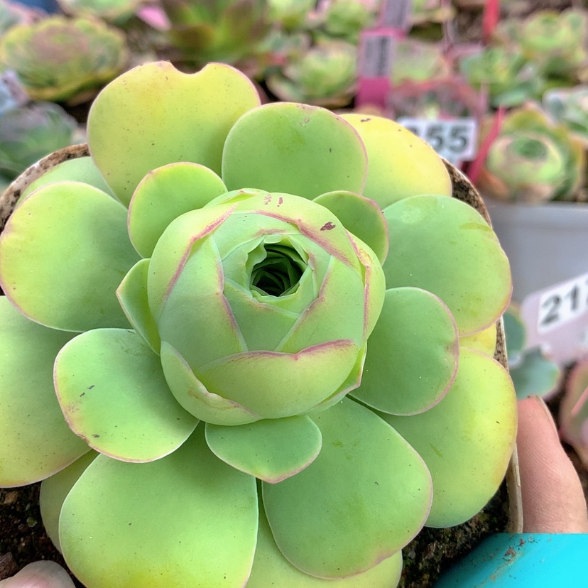 【闪购商品】yjj372