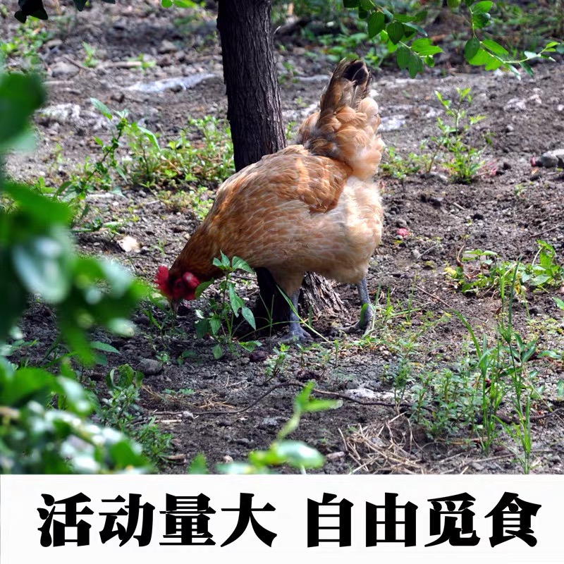 【2年半母鸡】农家散养老母鸡
