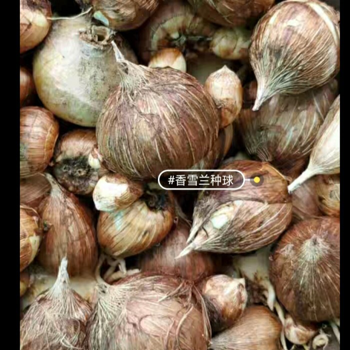 香雪兰种球大球，今年新种球，7个颜色混色发