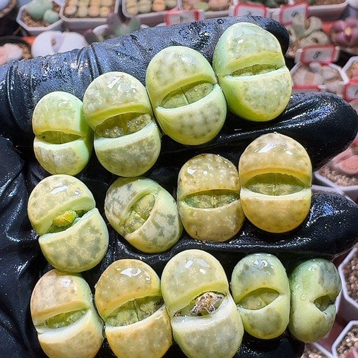 生石花233:：：：。  79