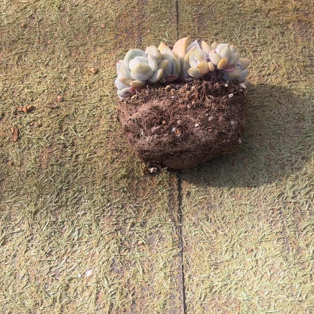 W***7W77姐姐的雪特朵朵姐