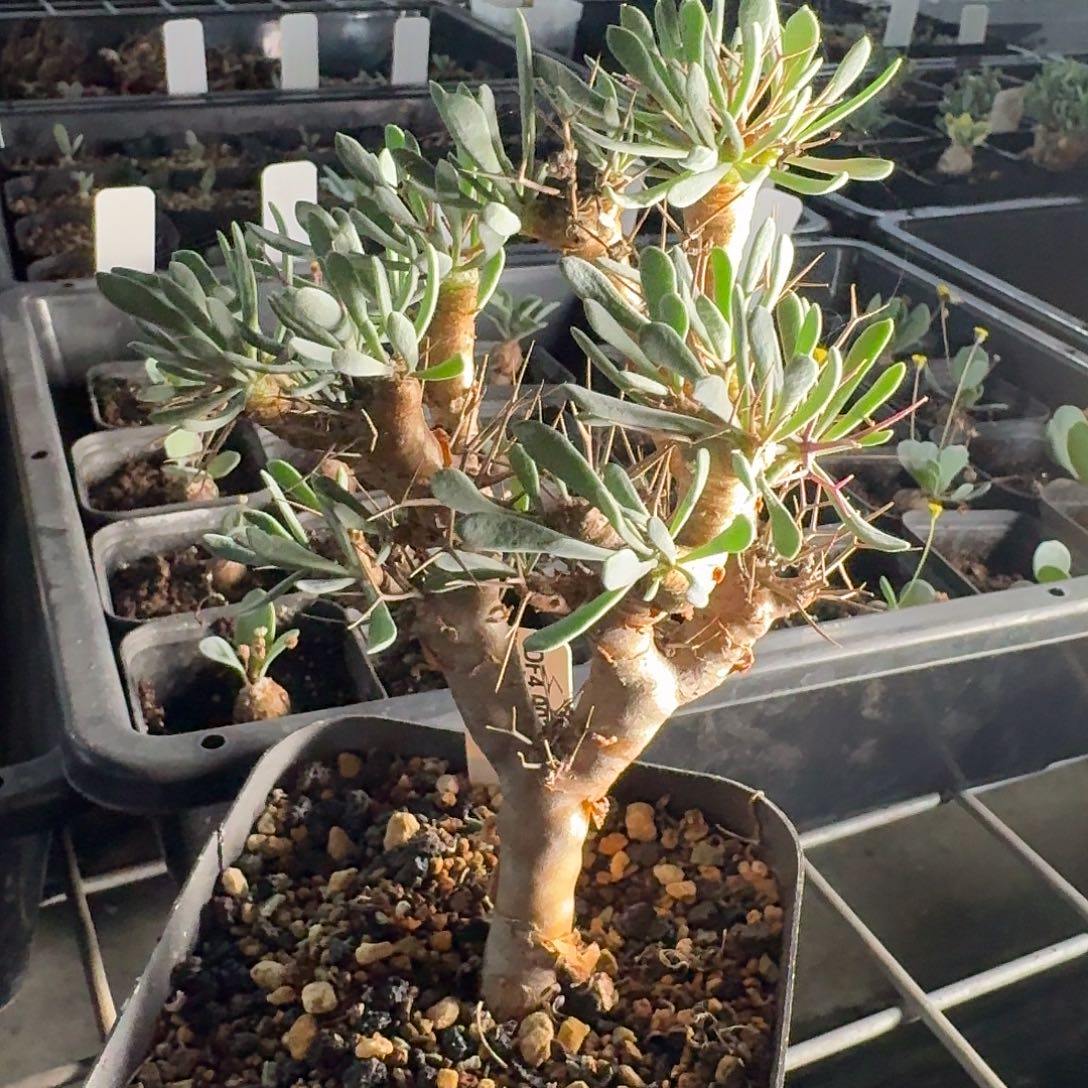 黑鬼殿一个带盆发