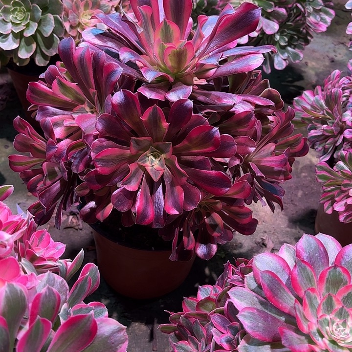 多肉植物美杜莎00940