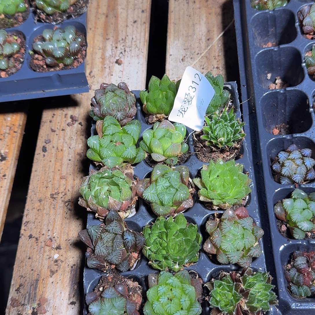 直播福利一物一拍312