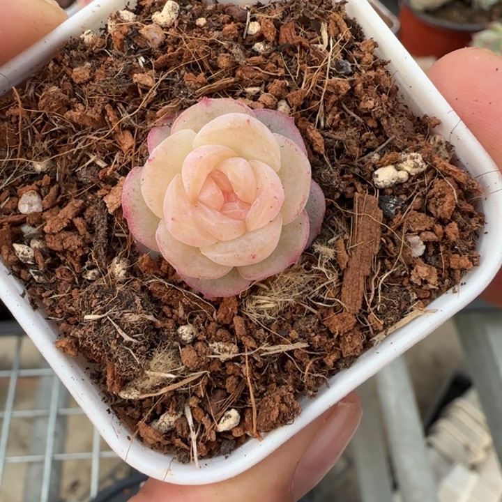 苡***沫320号青竹晗雨多肉植物