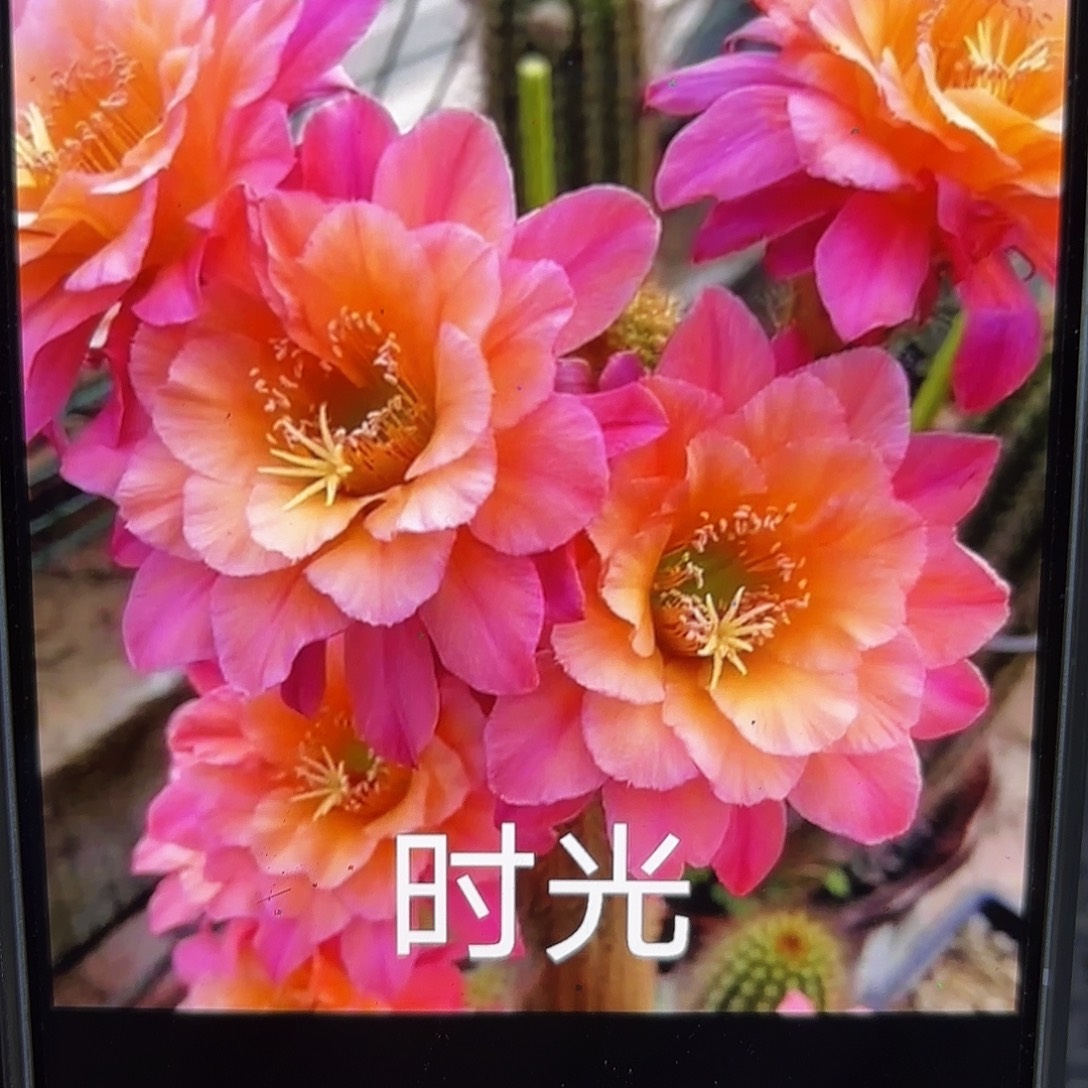 时光金妞8公分侧牙20包邮42