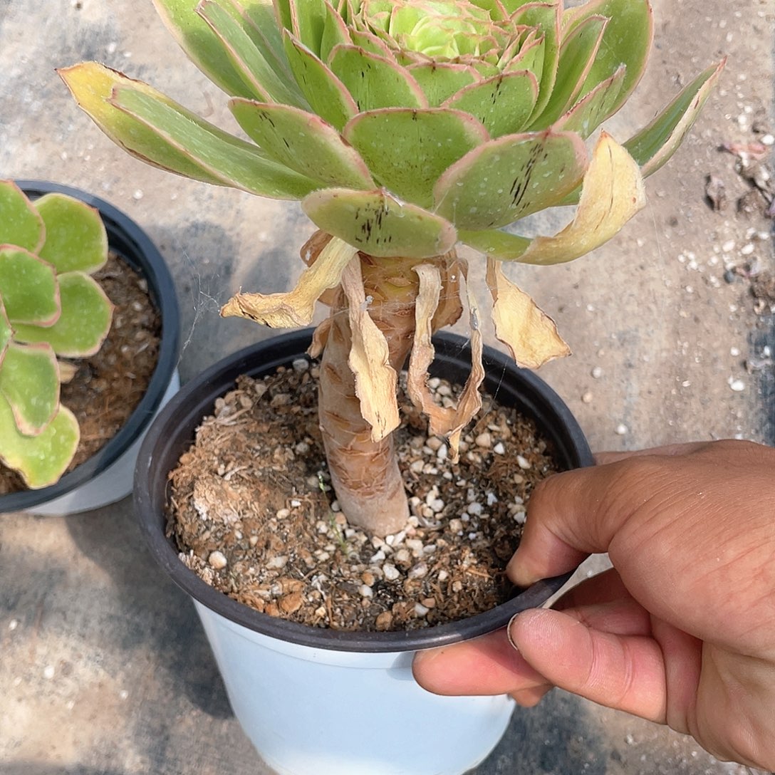 大叶绿玫瑰法师带盆发货