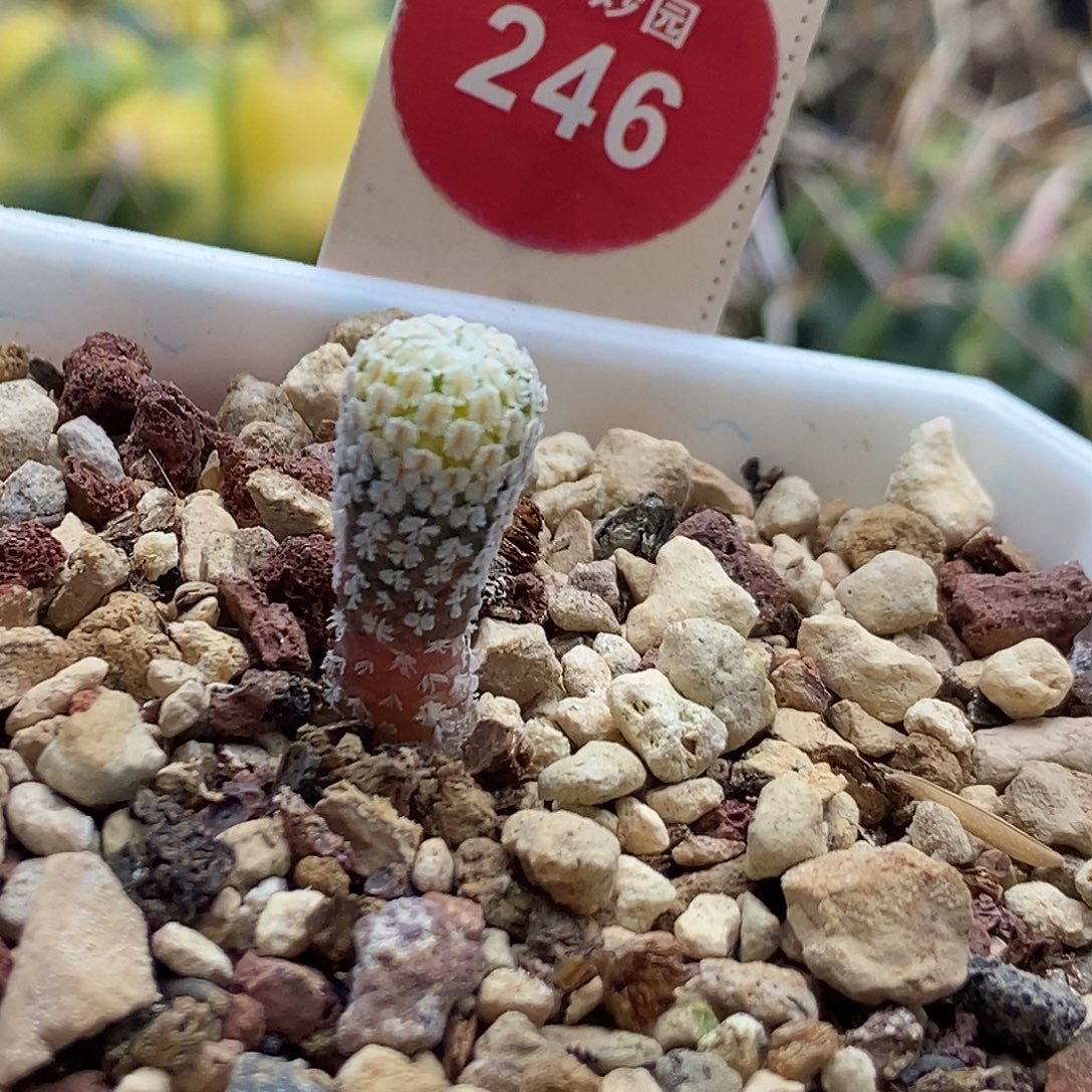 实生精巧殿锦一颗仙人球