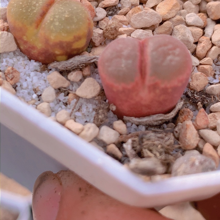 145558855655668665665566