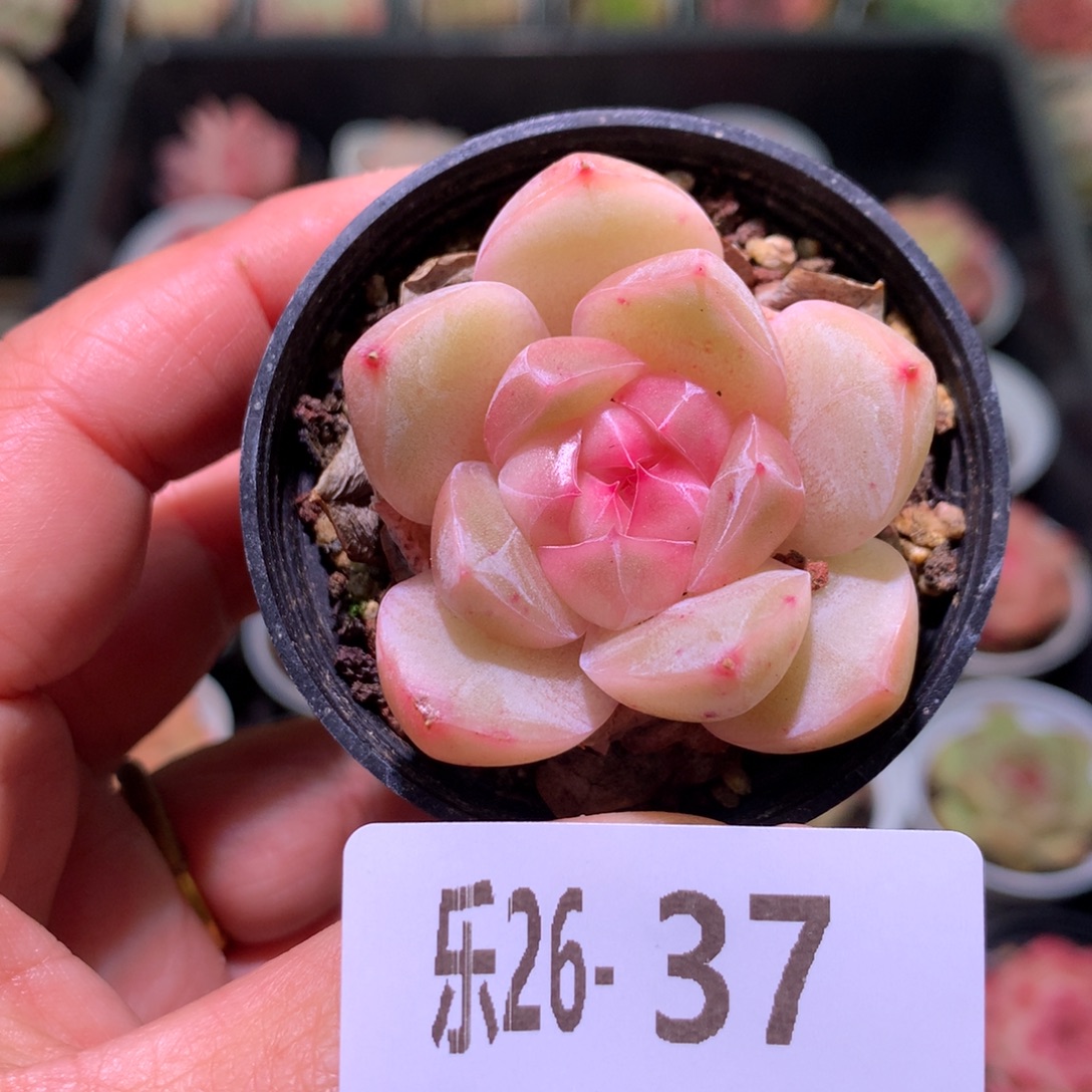 乐然26-37 福利珍妮 