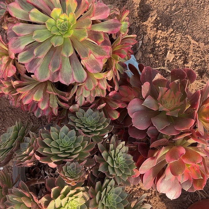 707号一物一拍3颗