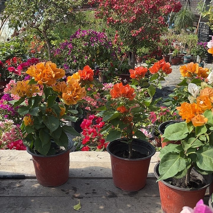 奇***缘加州黄金补差价一单