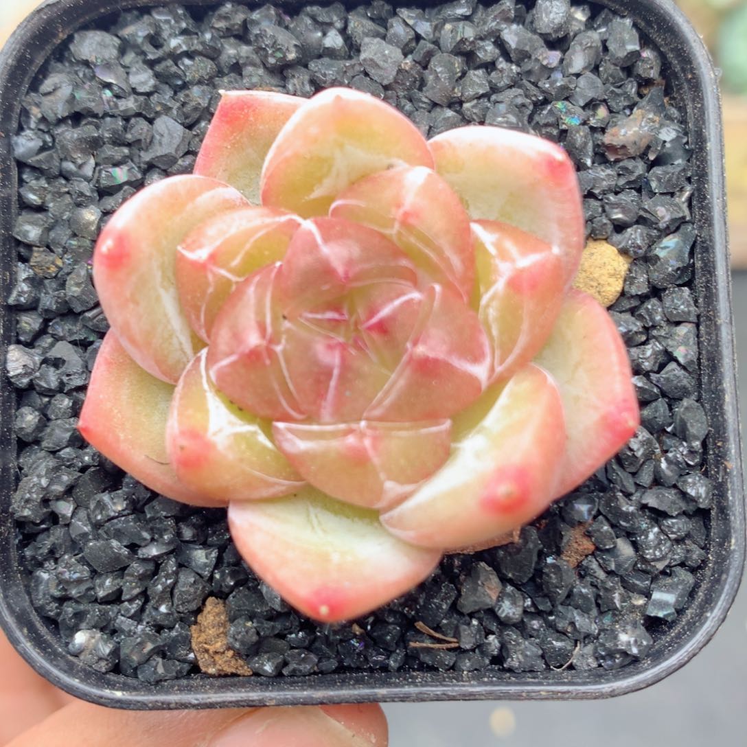 58包邮 群生不包整27