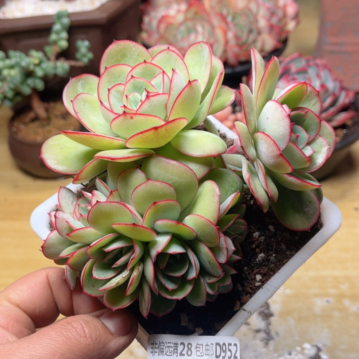 【闪购商品】952牡丹亭缀