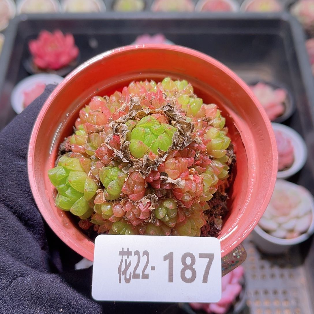 花利美22-187草玉露