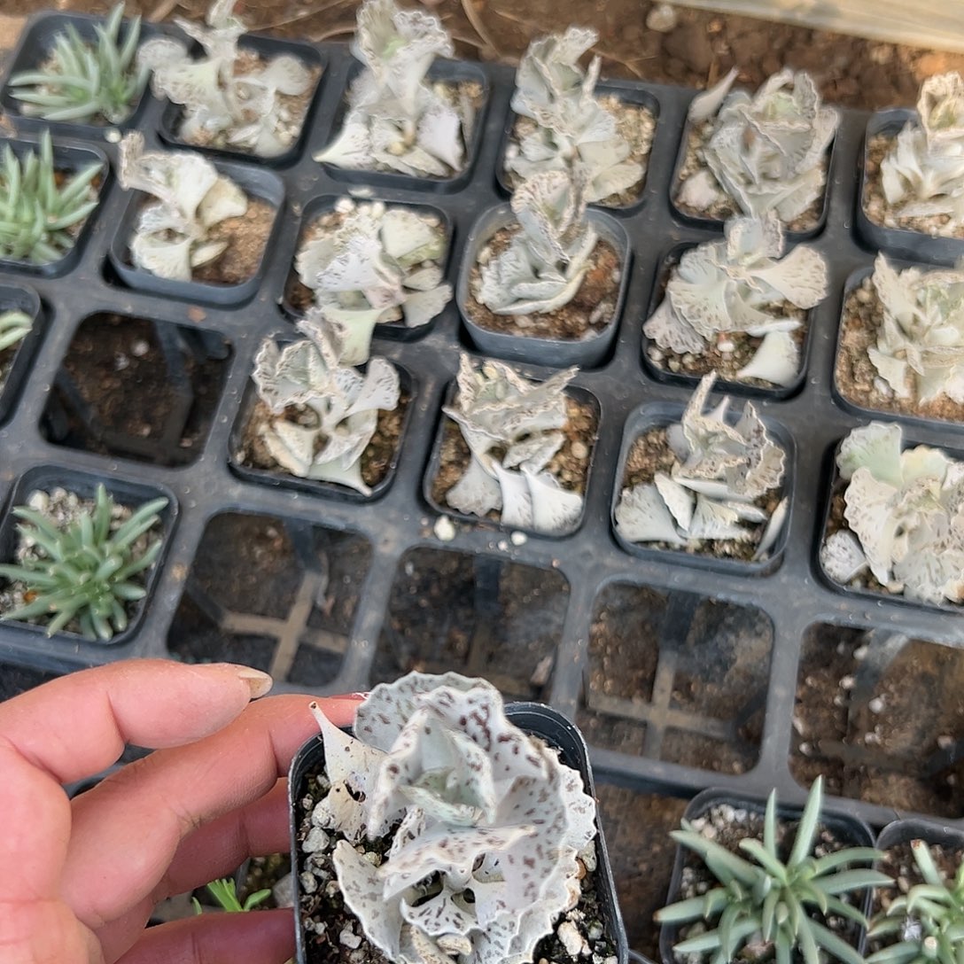 王****多肉植物多肉植物