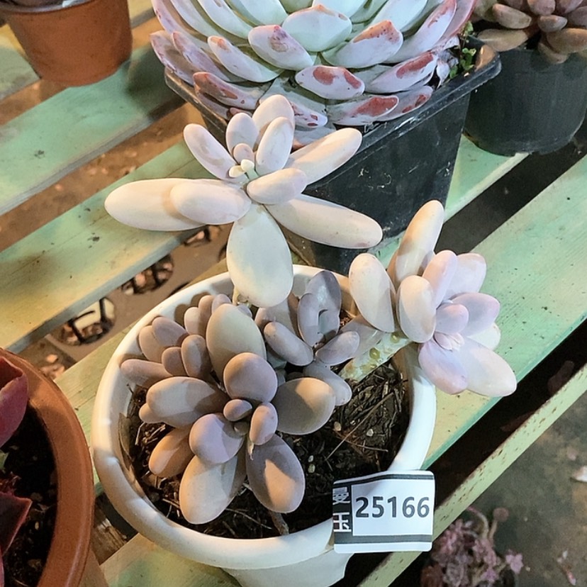 【闪购商品】鸡蛋奶25166