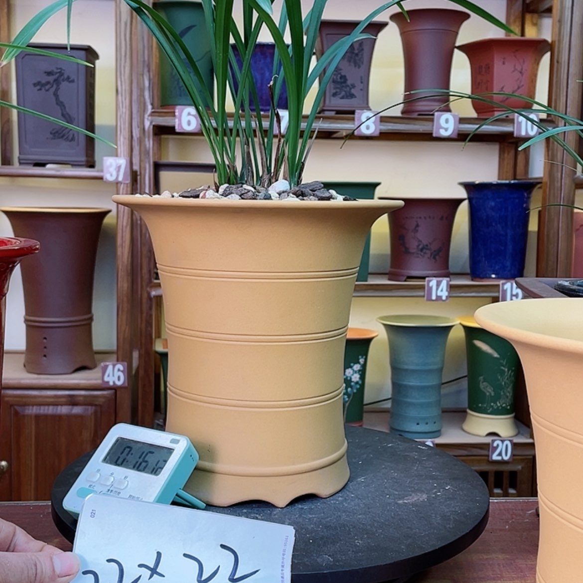 【闪购商品】紫砂花盆兰花555688223688555889