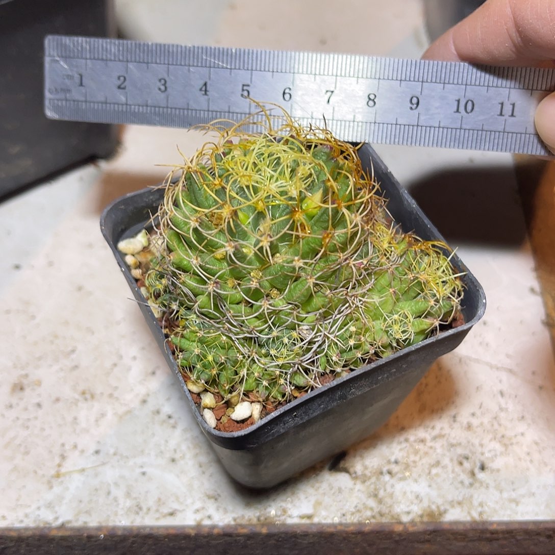 大尤琴丝一物一拍