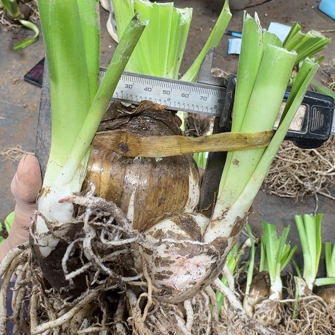 白勒鬼魅7+带2大侧开花球