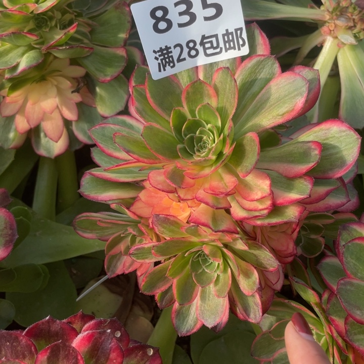 835三号棚嫁接黑膜锦