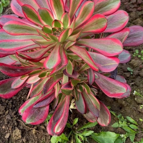 571丽娜满25包邮多肉