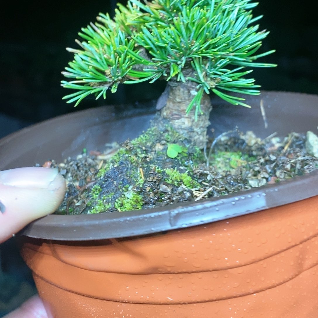 【闪购商品】无花朵