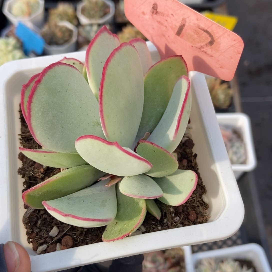 512白眉多肉植物保护