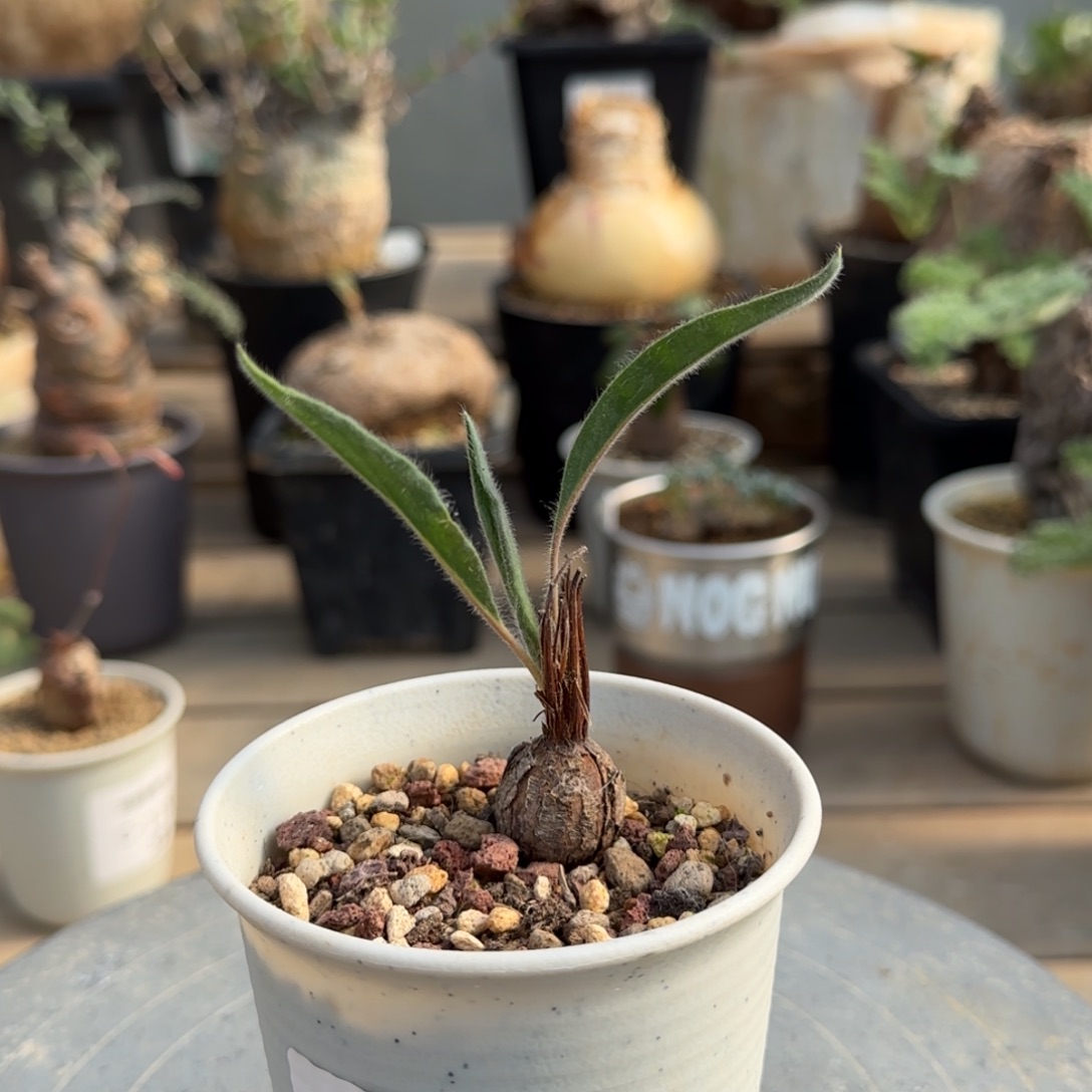 558冰晶洋葵块根植物