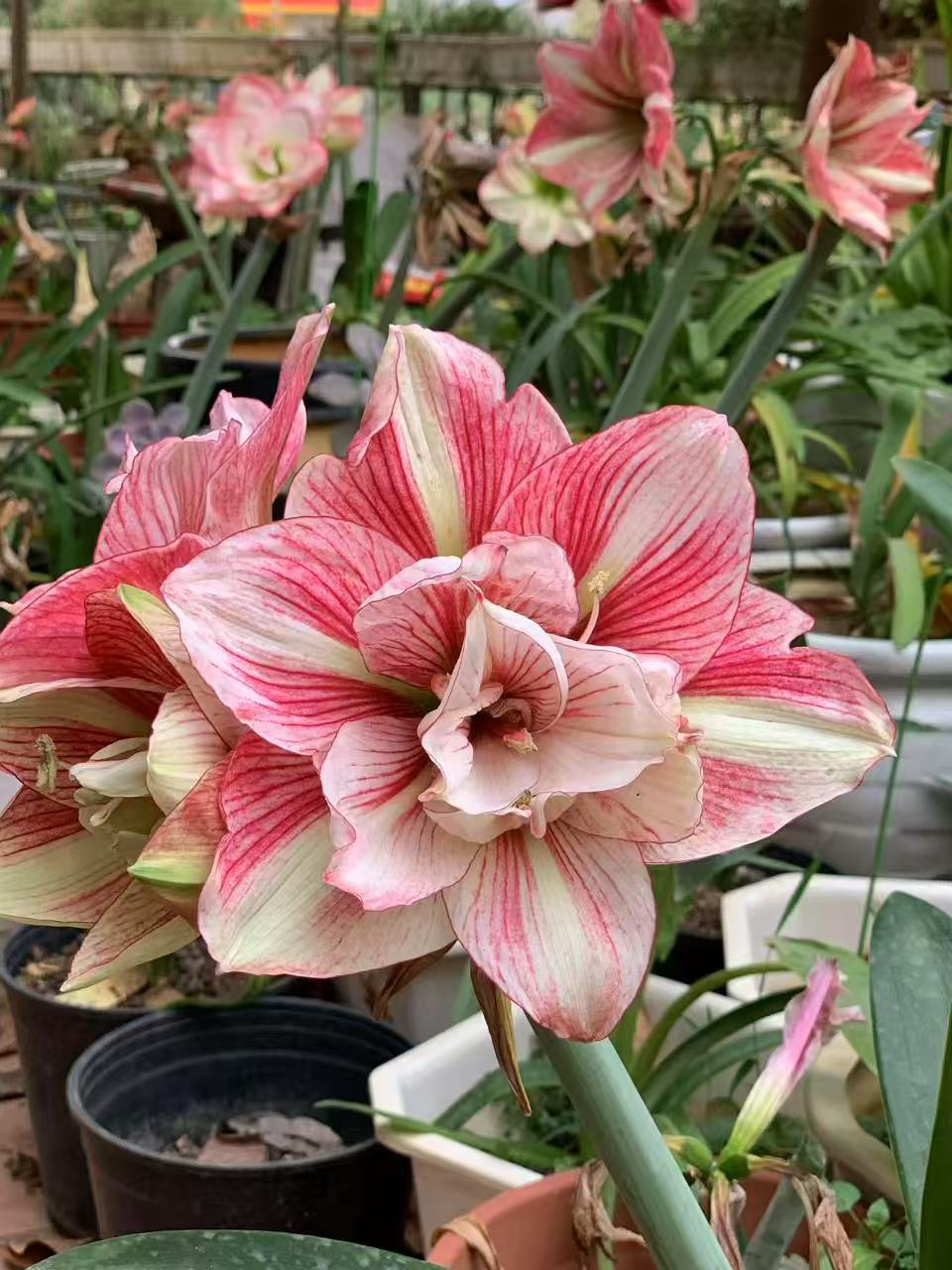 时越园艺 越南朱 宋怡 