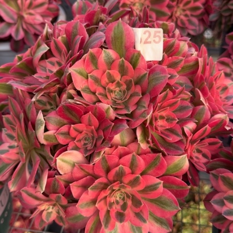 525女巫23厘米左右